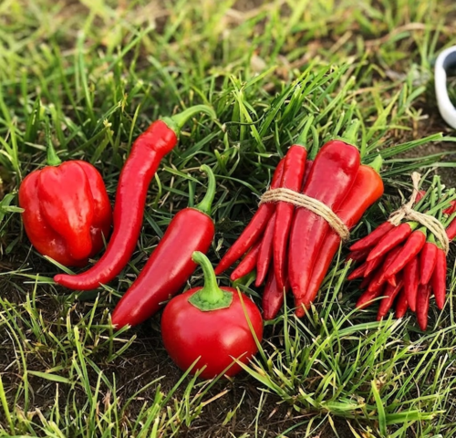 Health Benefits of Red Chilli in Daily Meals explained with simple, practical tips, capsaicin insights, and a Spice Bridge spotlight for everyday Indian cooking.