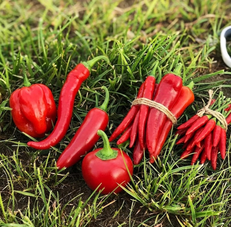 Health Benefits of Red Chilli in Daily Meals explained with simple, practical tips, capsaicin insights, and a Spice Bridge spotlight for everyday Indian cooking.